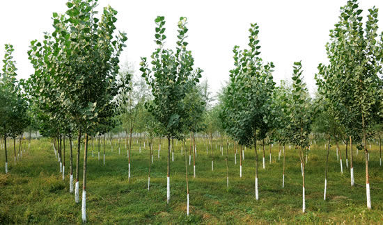 东方花园植树添绿 责任与发展同行